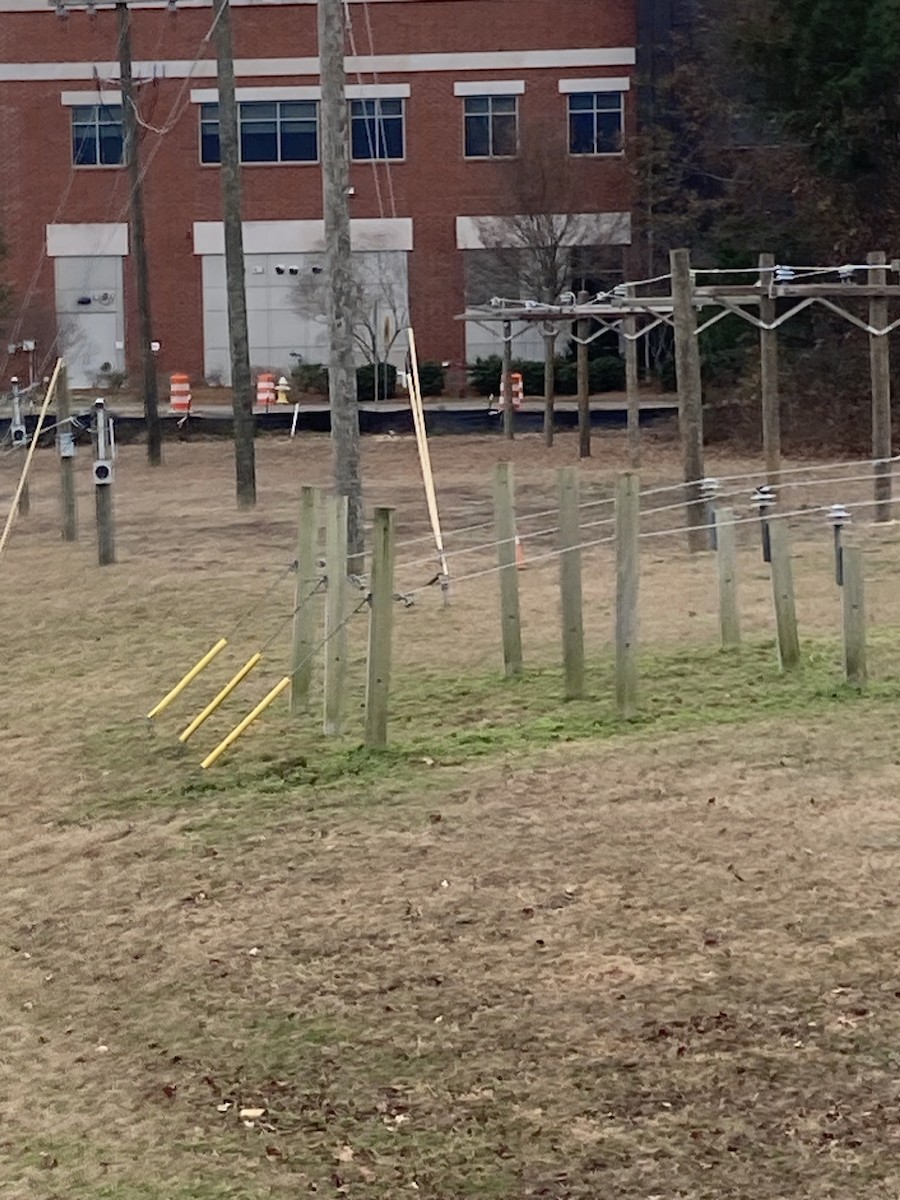Western Kingbird - ML520513871