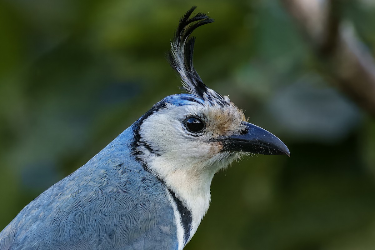 White-throated Magpie-Jay - Jeff Hapeman