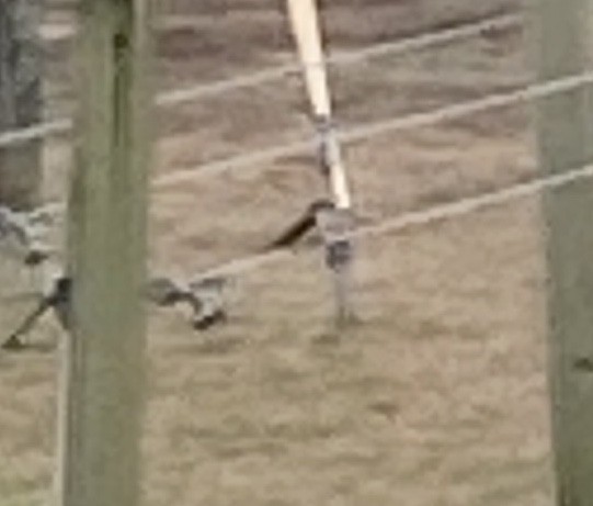 Western Kingbird - ML520515051