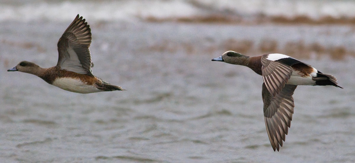 American Wigeon - ML520515441