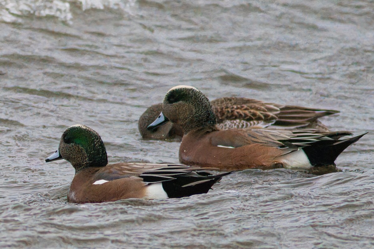 Canard d'Amérique - ML520516251