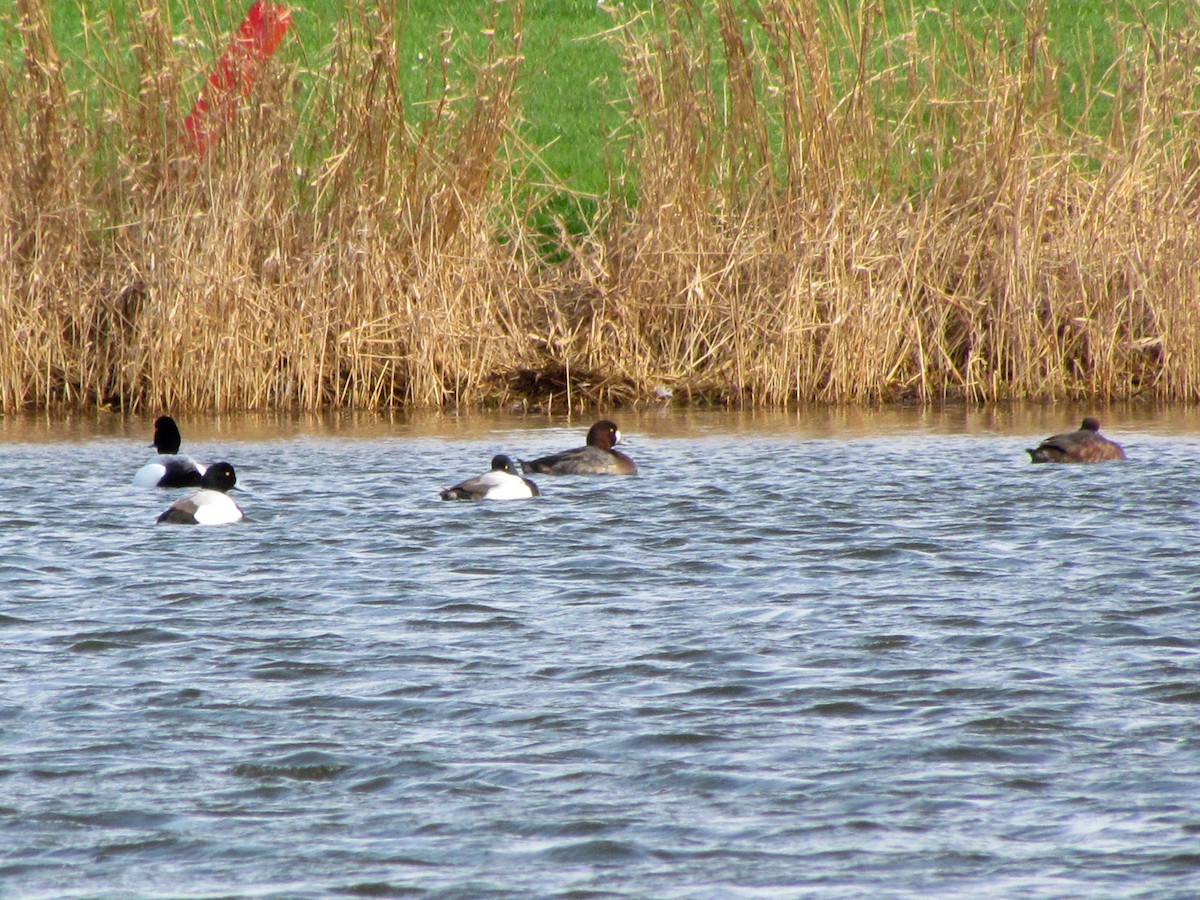 Greater Scaup - ML52051651