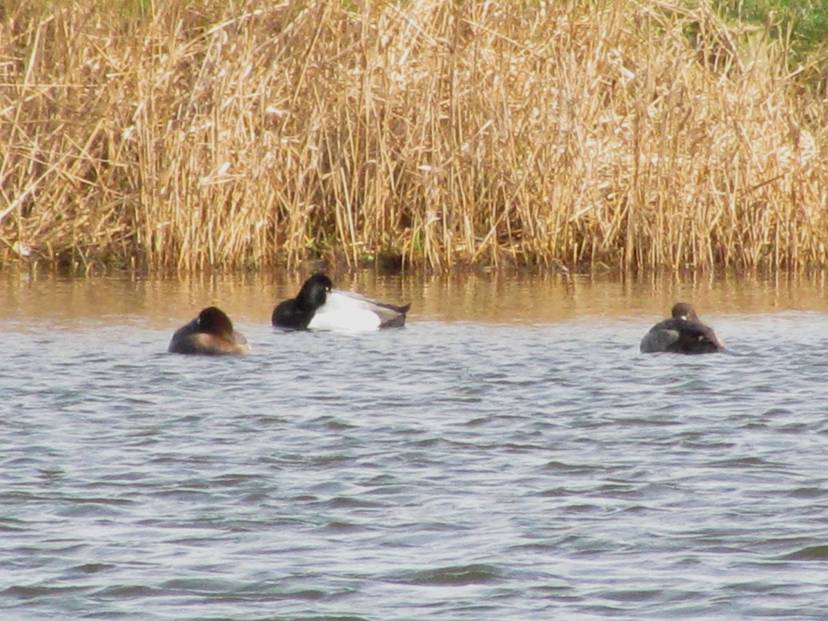 Greater Scaup - ML52051661