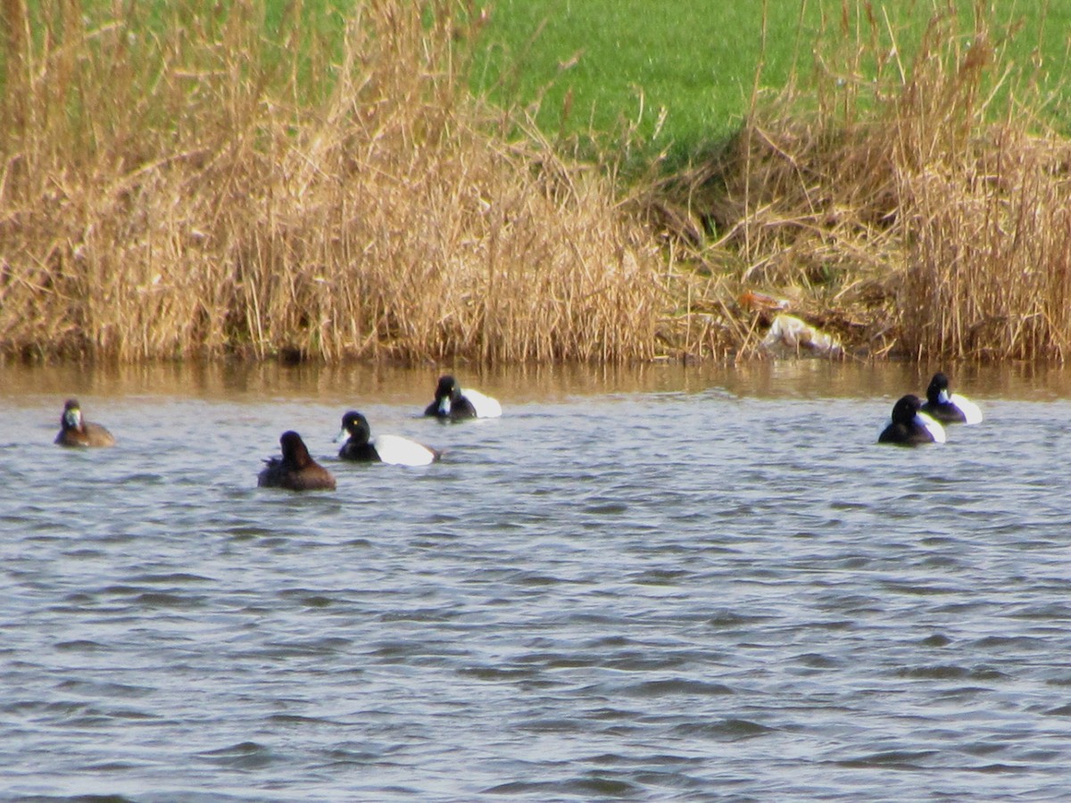 Greater Scaup - ML52051671