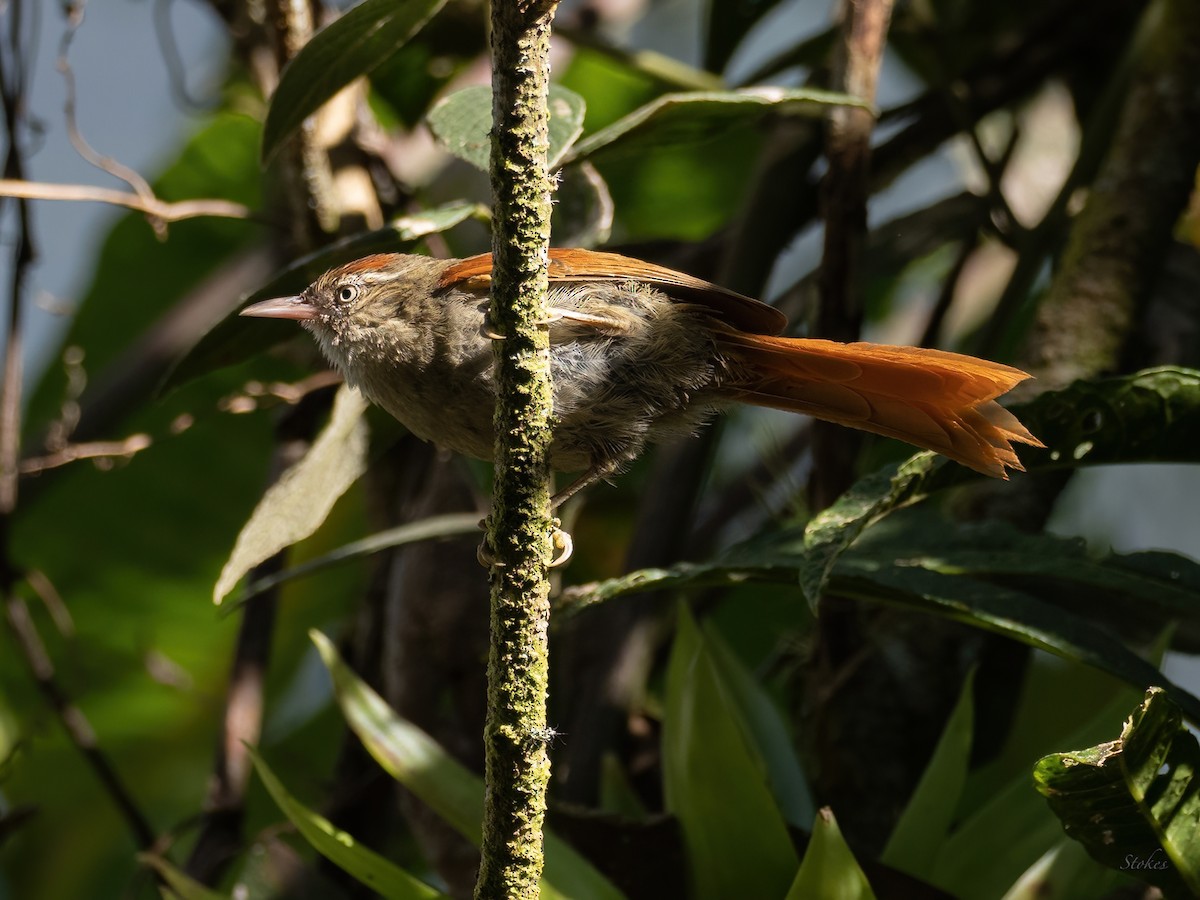 Streak-capped Spinetail - Sara Stokes