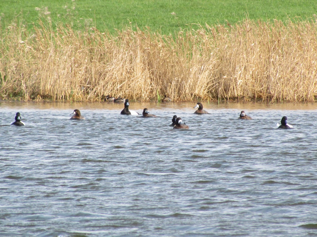 Greater Scaup - ML52051681