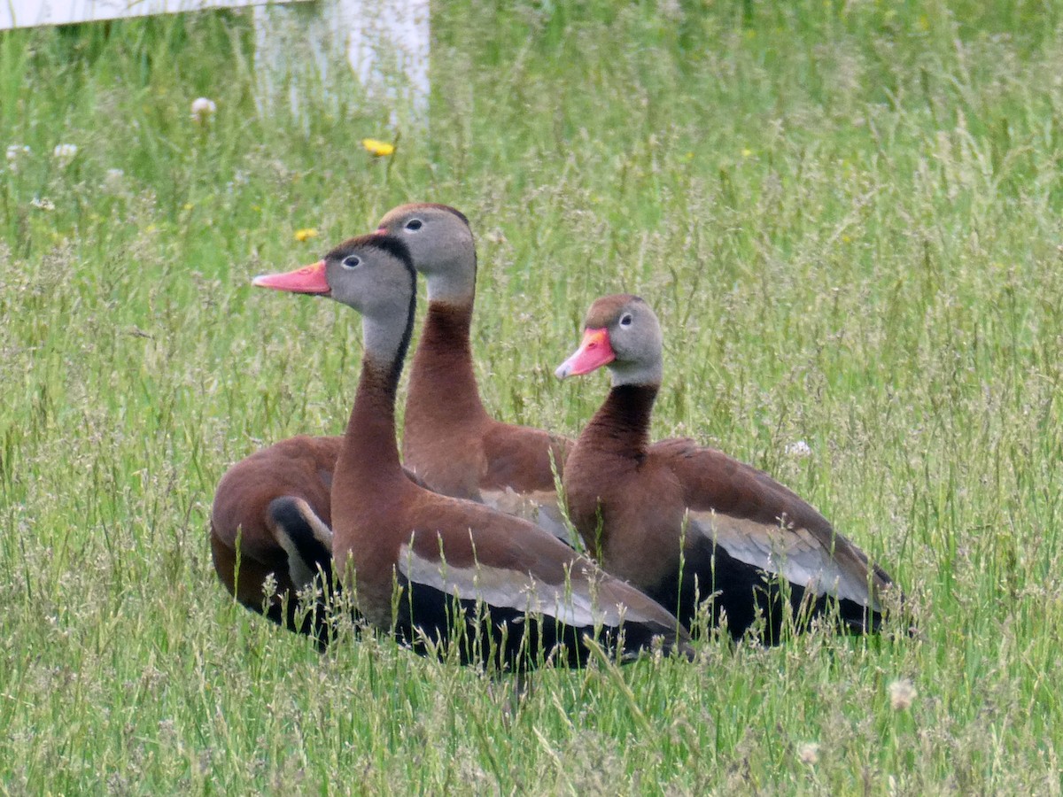 Black-bellied Whistling-Duck - ML520516871