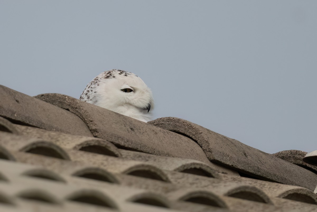 Snowy Owl - ML520517101