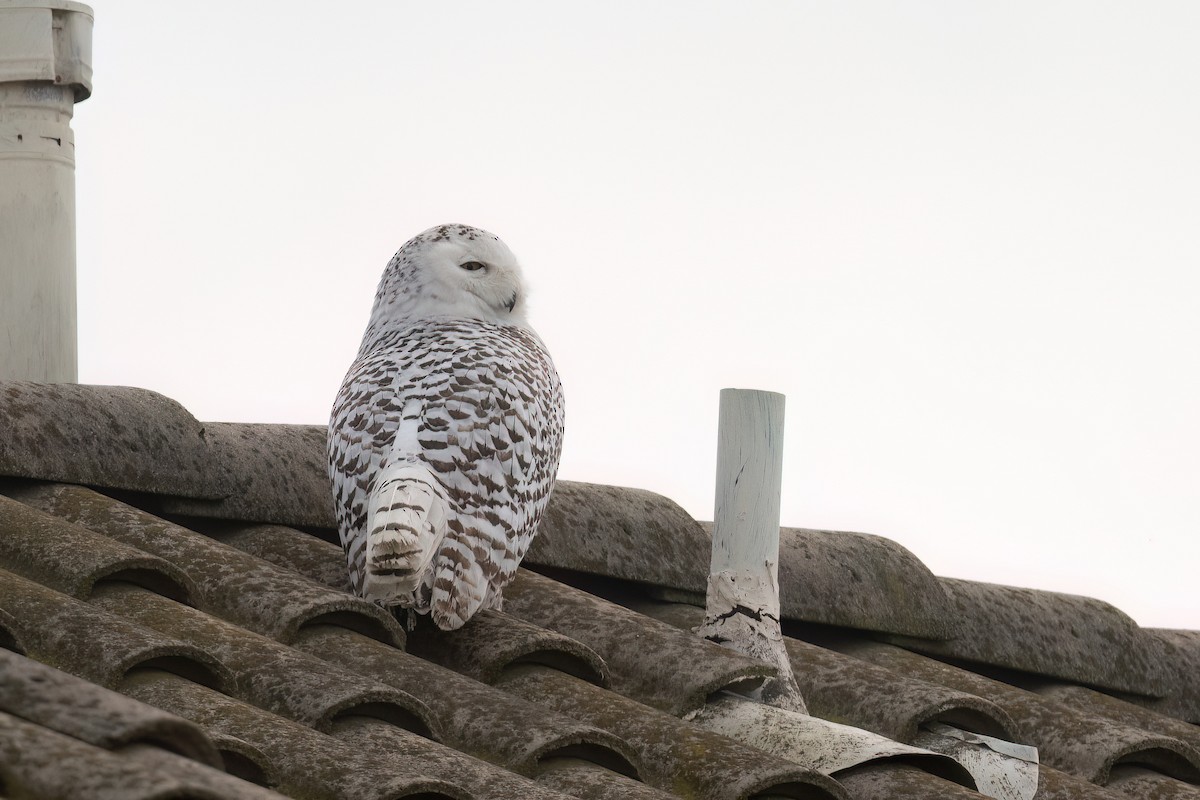 Snowy Owl - ML520517111