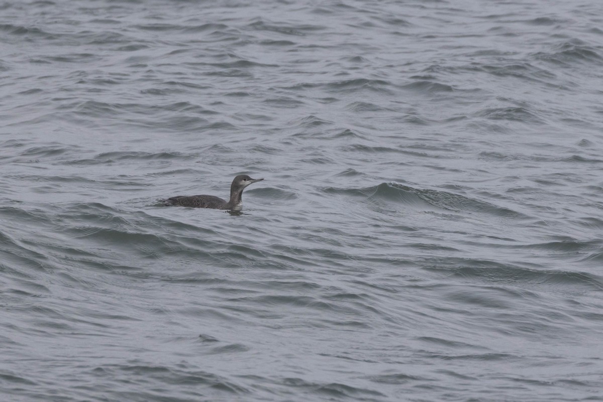 Red-throated Loon - ML520517281