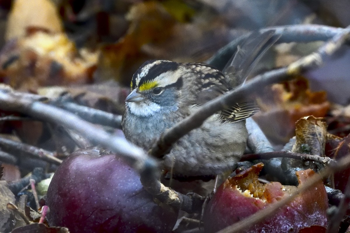 White-throated Sparrow - Pat McGrane