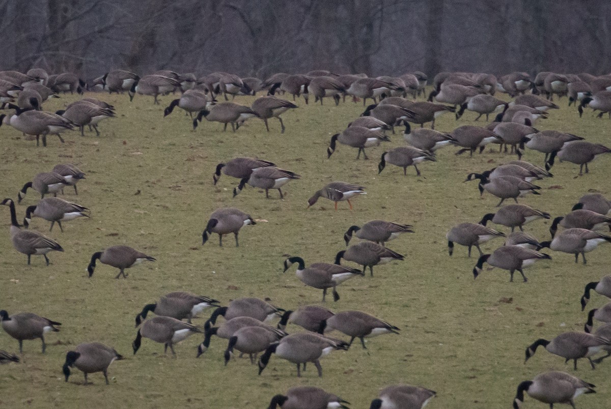 Greater White-fronted Goose - ML520517881