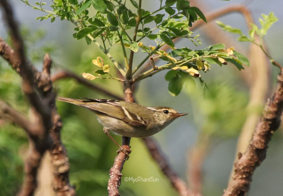 Yellow-browed Warbler - ML520518161