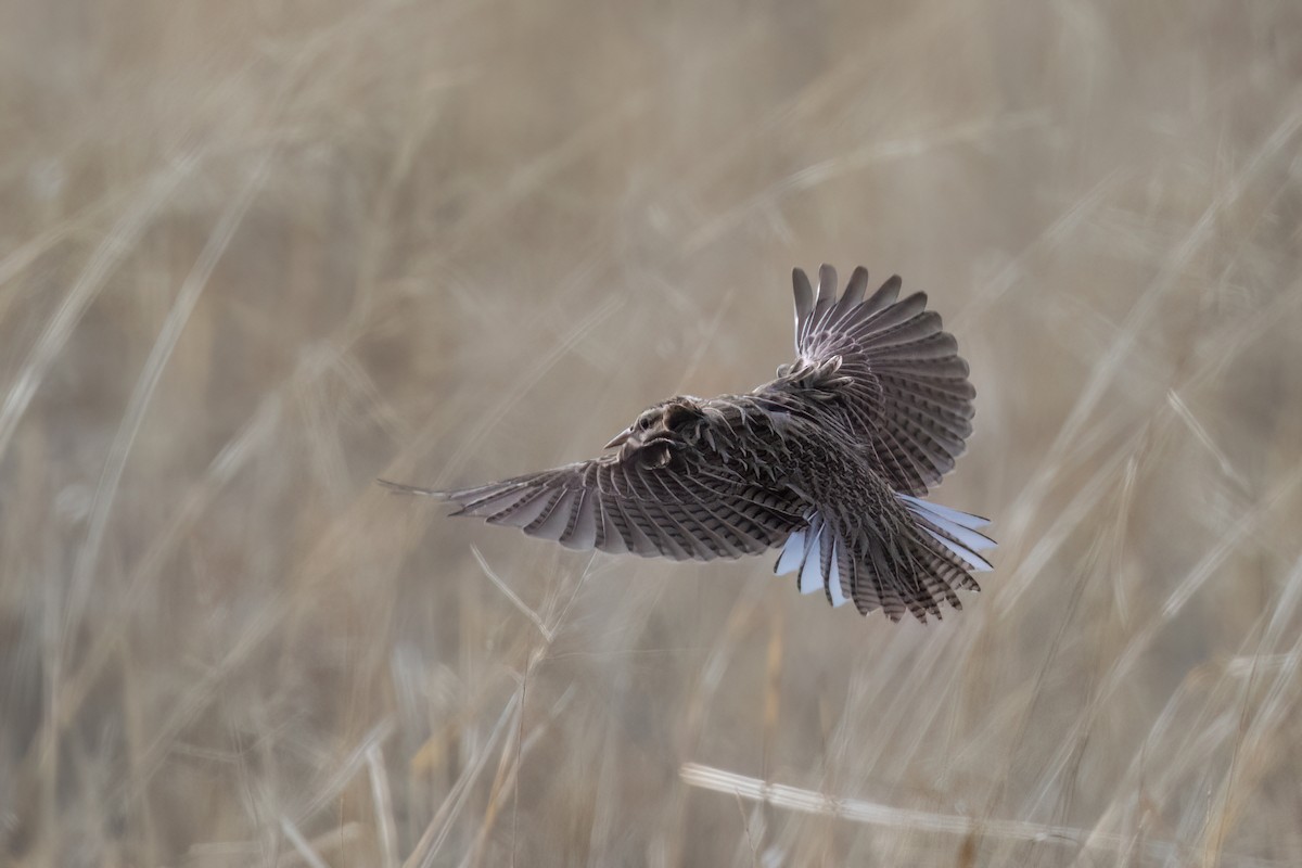 Western Meadowlark - ML520518931