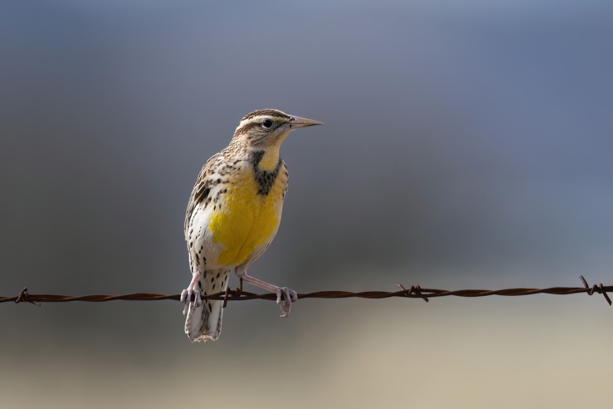 Western Meadowlark - ML520518941