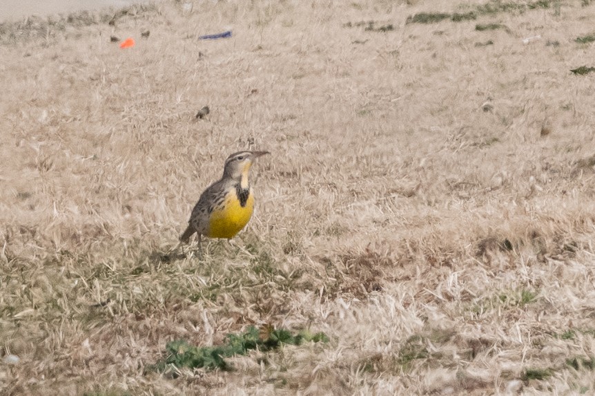 Chihuahuan Meadowlark - ML520519361