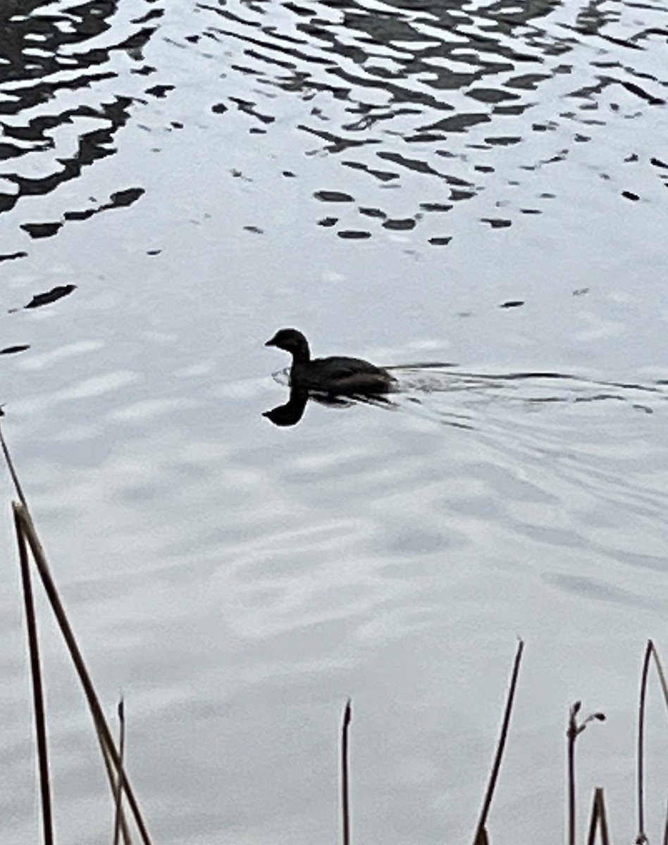 Pied-billed Grebe - ML520520431