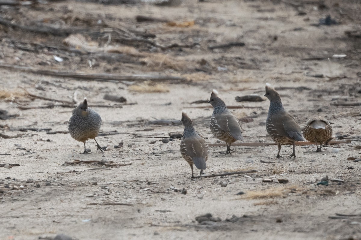 Scaled Quail - ML520521051