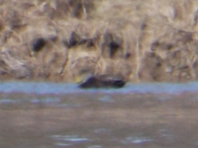 American Black Duck - ML52052111