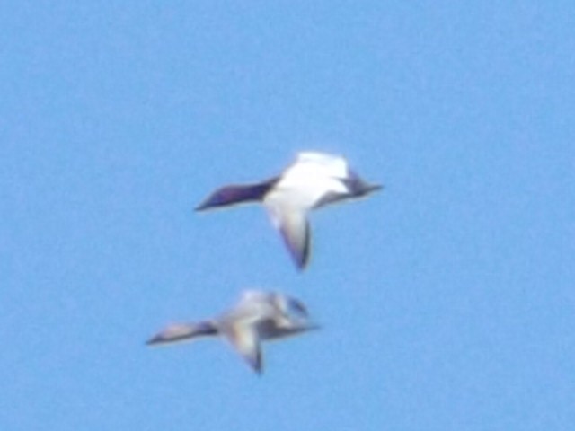 Canvasback - ML52052151