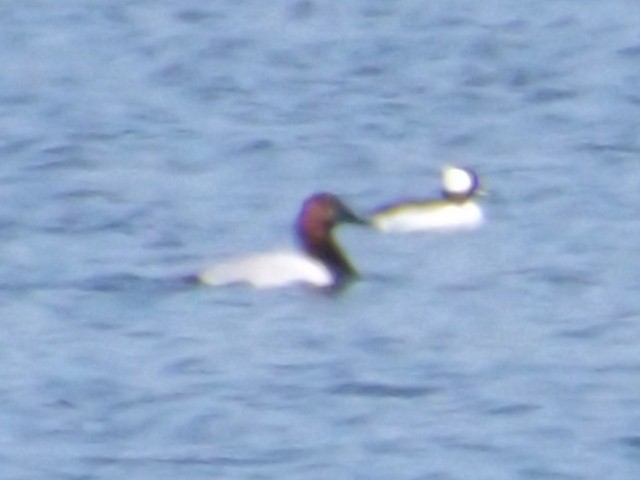 Canvasback - ML52052161