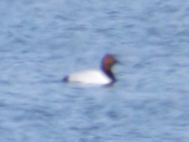 Canvasback - ML52052171