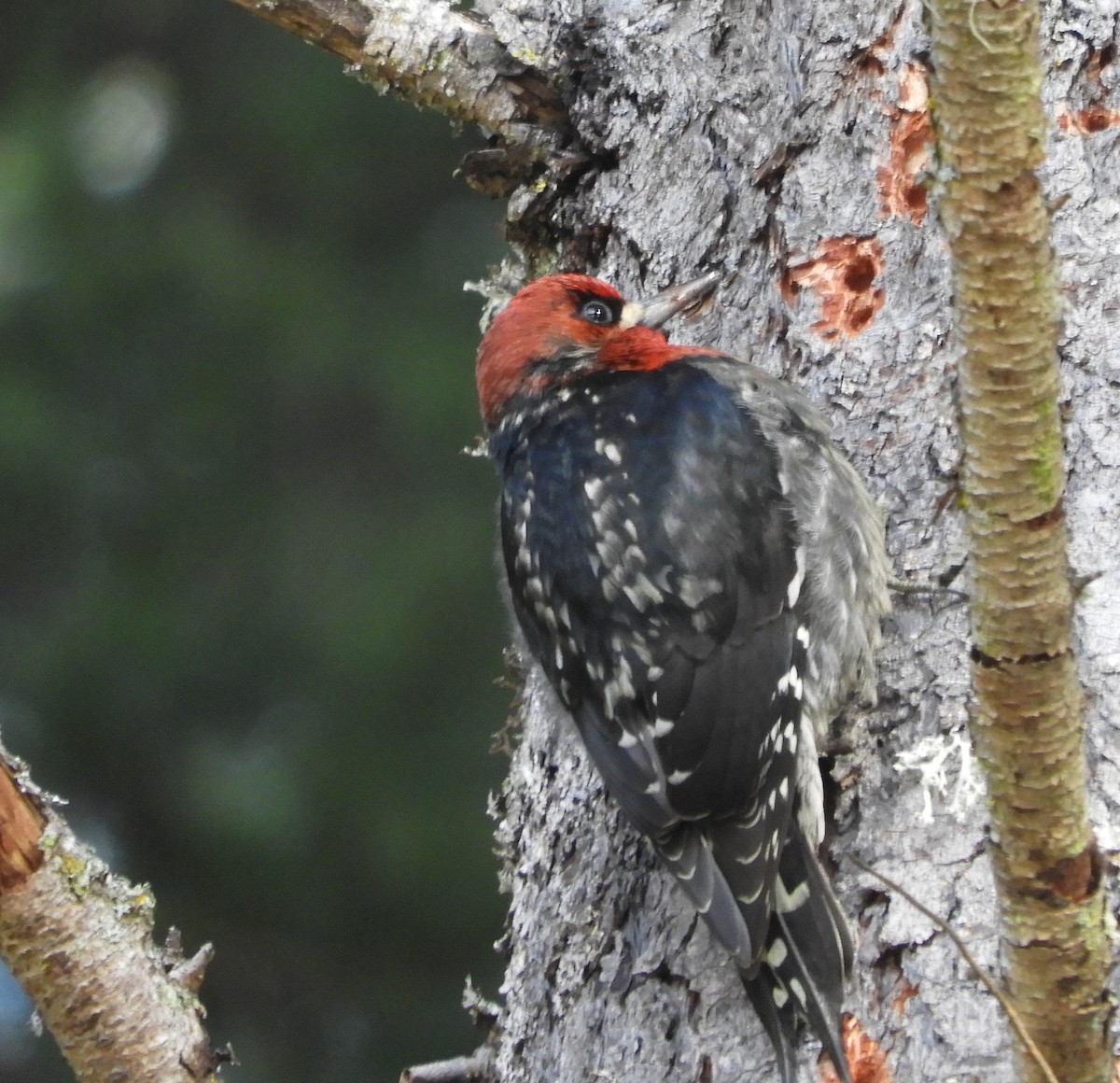 Red-breasted Sapsucker - ML520521711