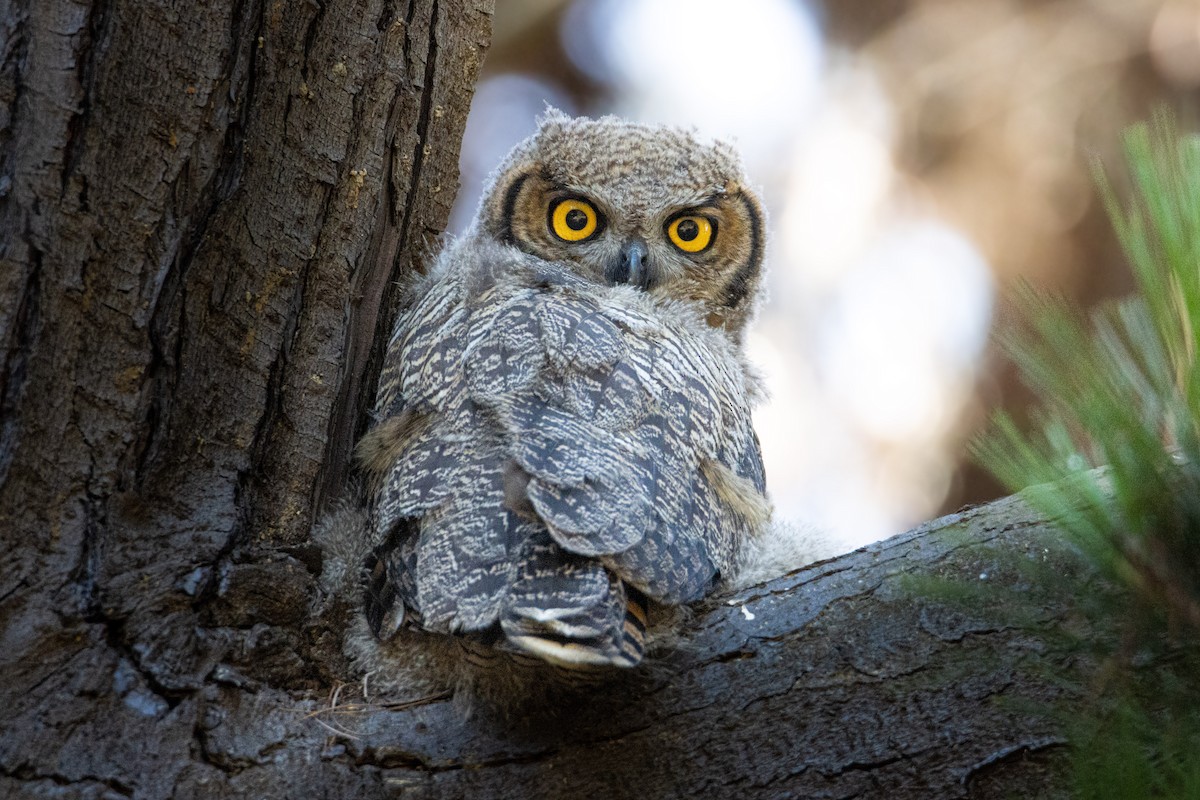 Lesser Horned Owl - ML520521761