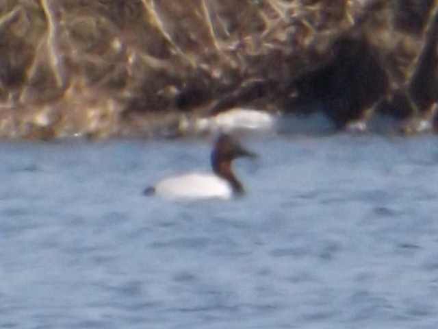 Canvasback - ML52052181