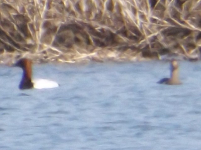 Canvasback - ML52052191
