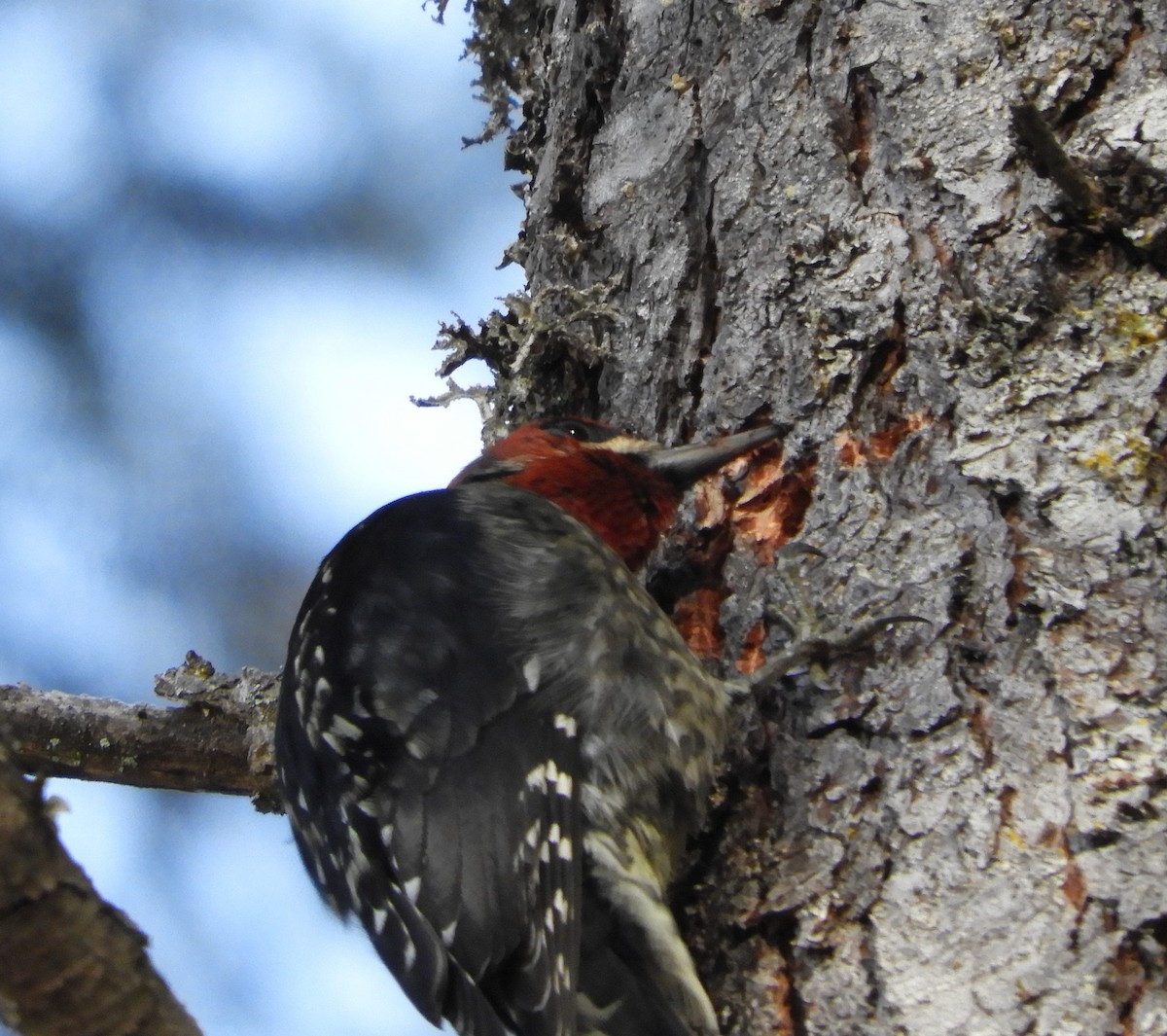 Red-breasted Sapsucker - ML520522601