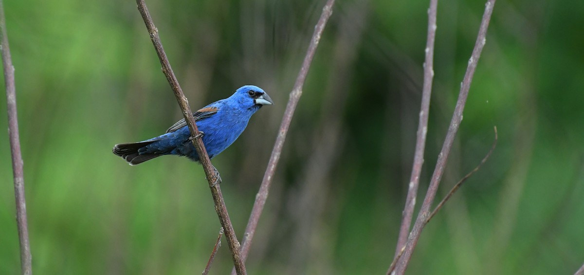 Blue Grosbeak - Simon Kiacz