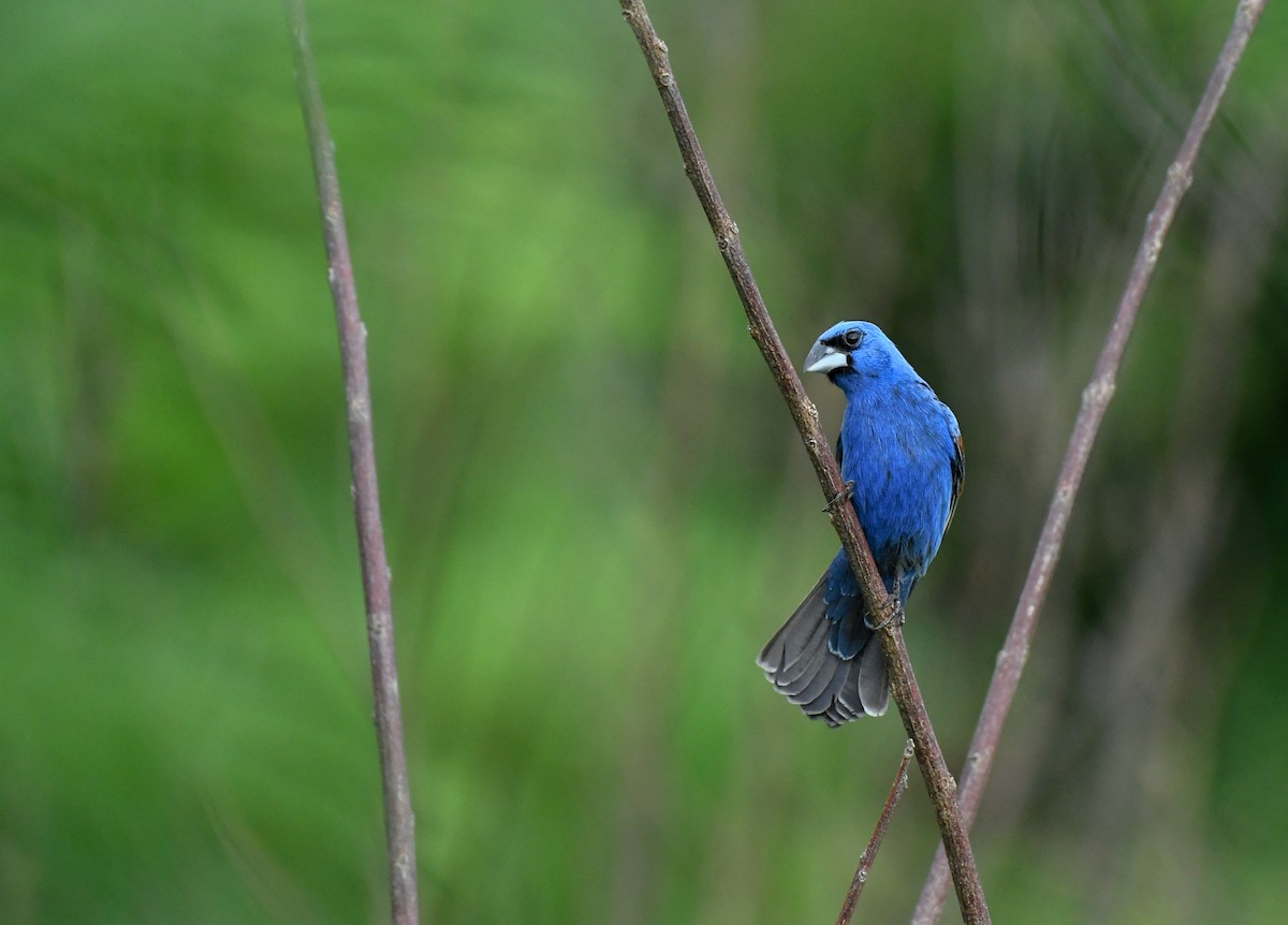 Blue Grosbeak - Simon Kiacz