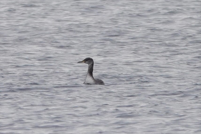 Red-necked Grebe - franci Holtslander