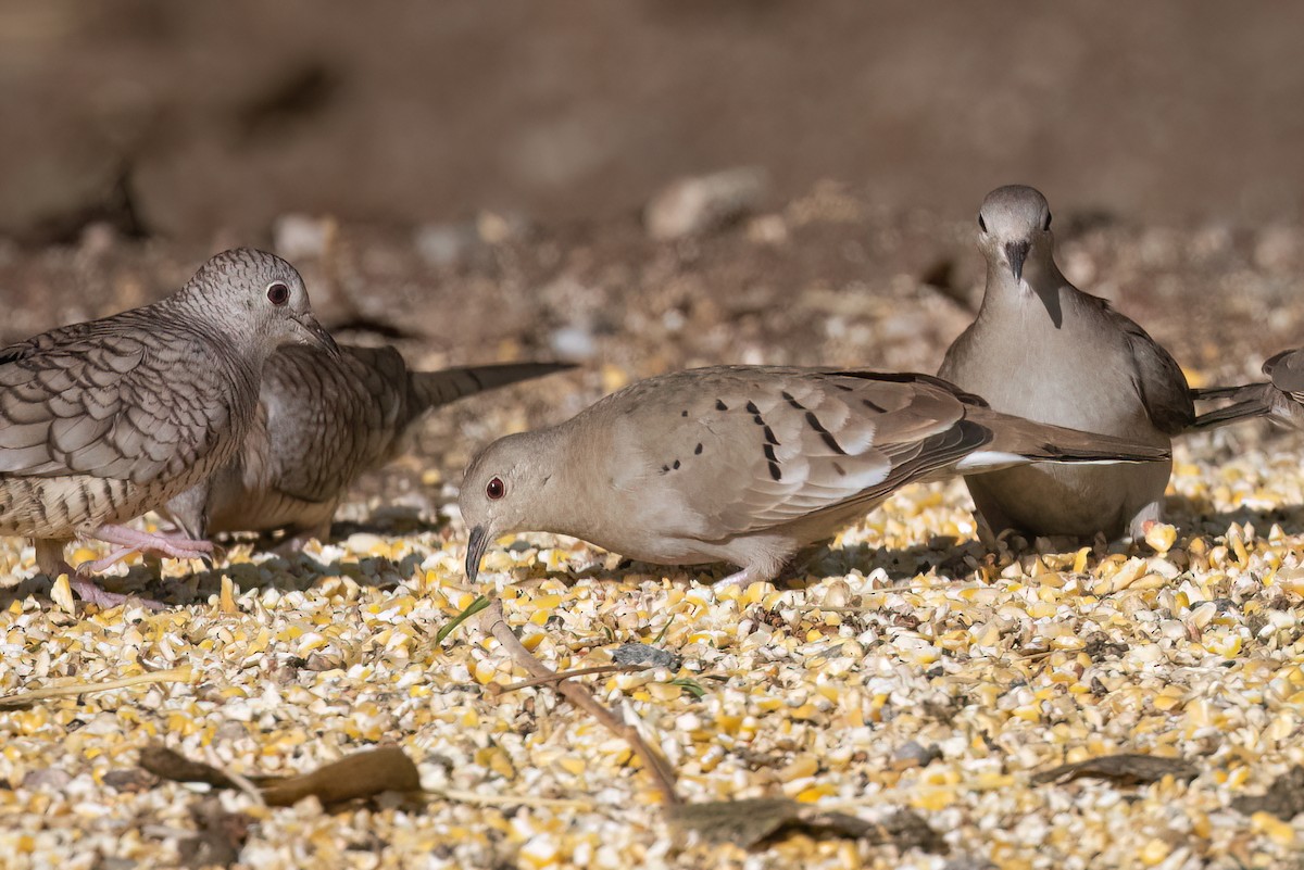 Ruddy Ground Dove - ML520524201