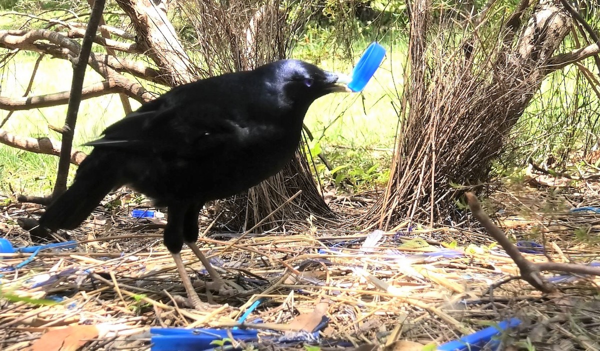 Satin Bowerbird - ML520524261