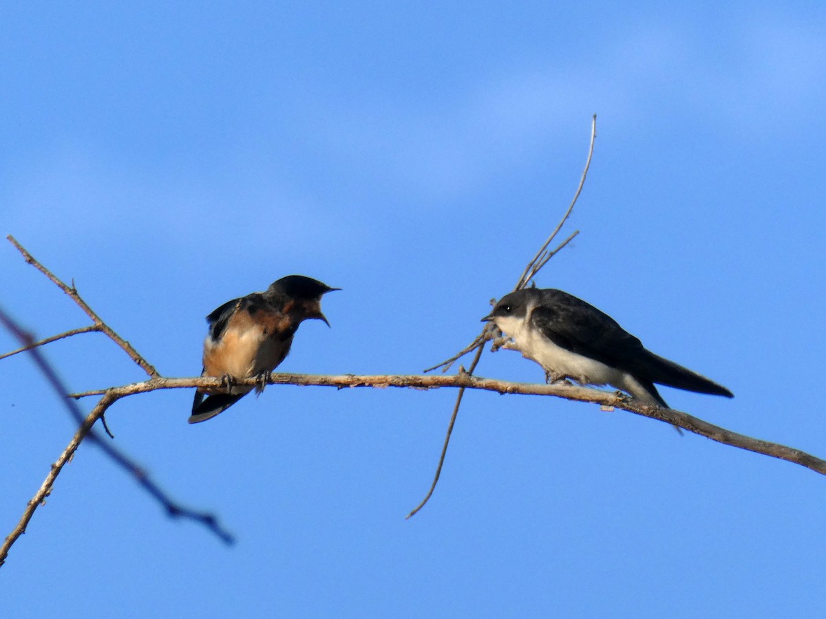 Tree Swallow - ML520524271