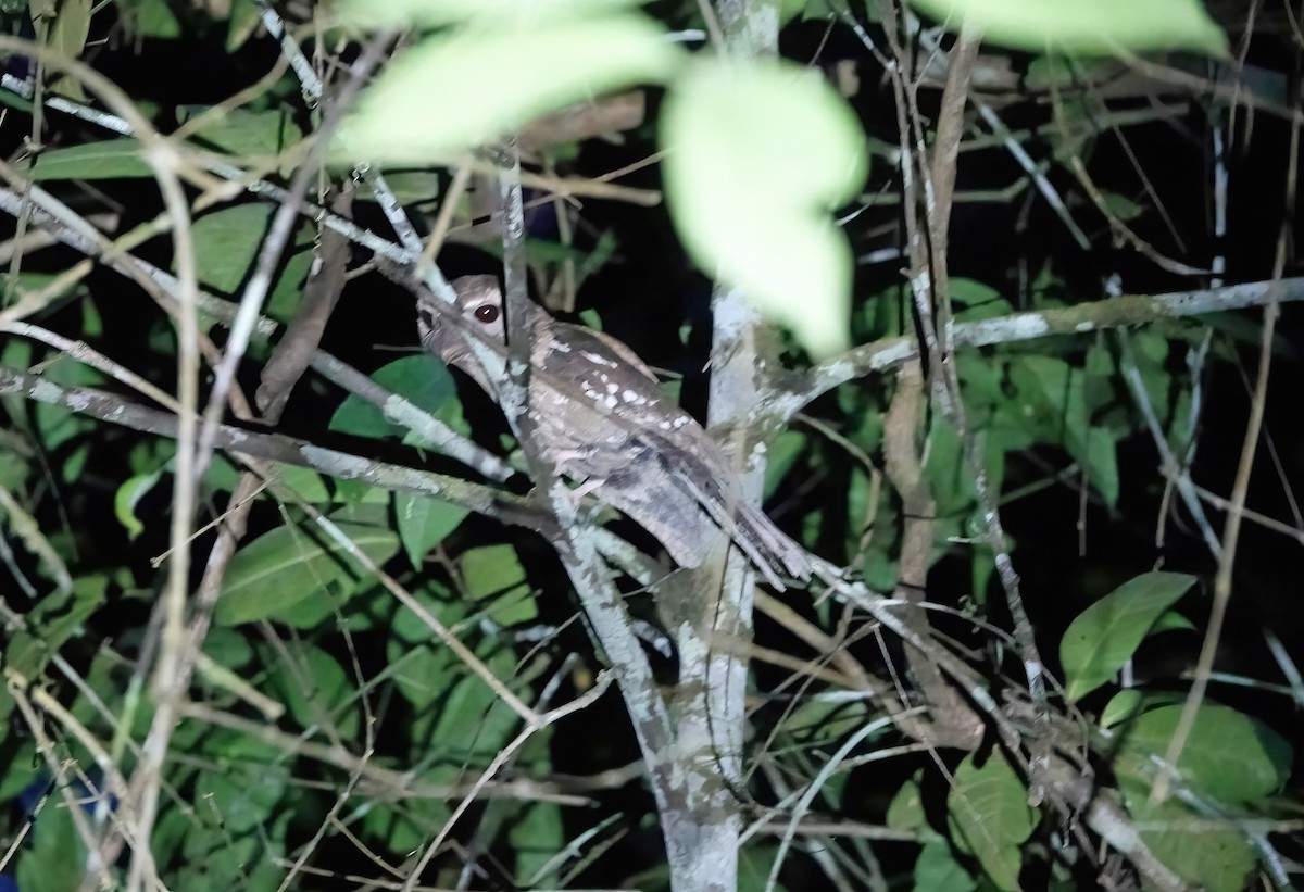Marbled Frogmouth - ML520524481