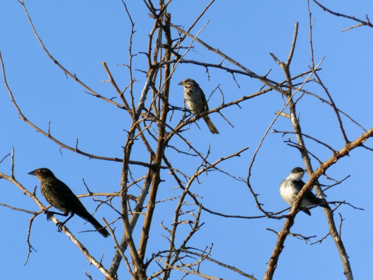 Song Sparrow - ML520524581