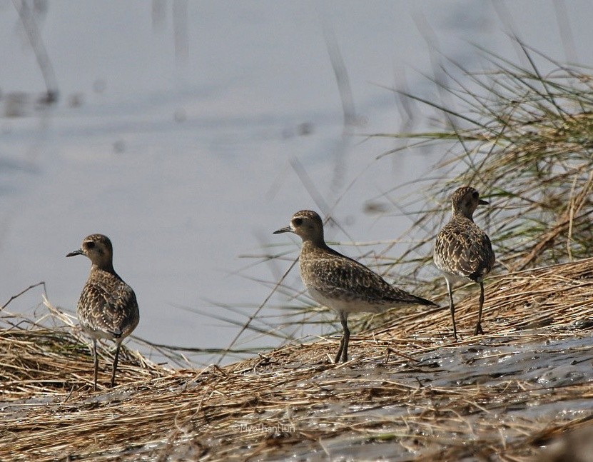 Pacific Golden-Plover - ML520524691