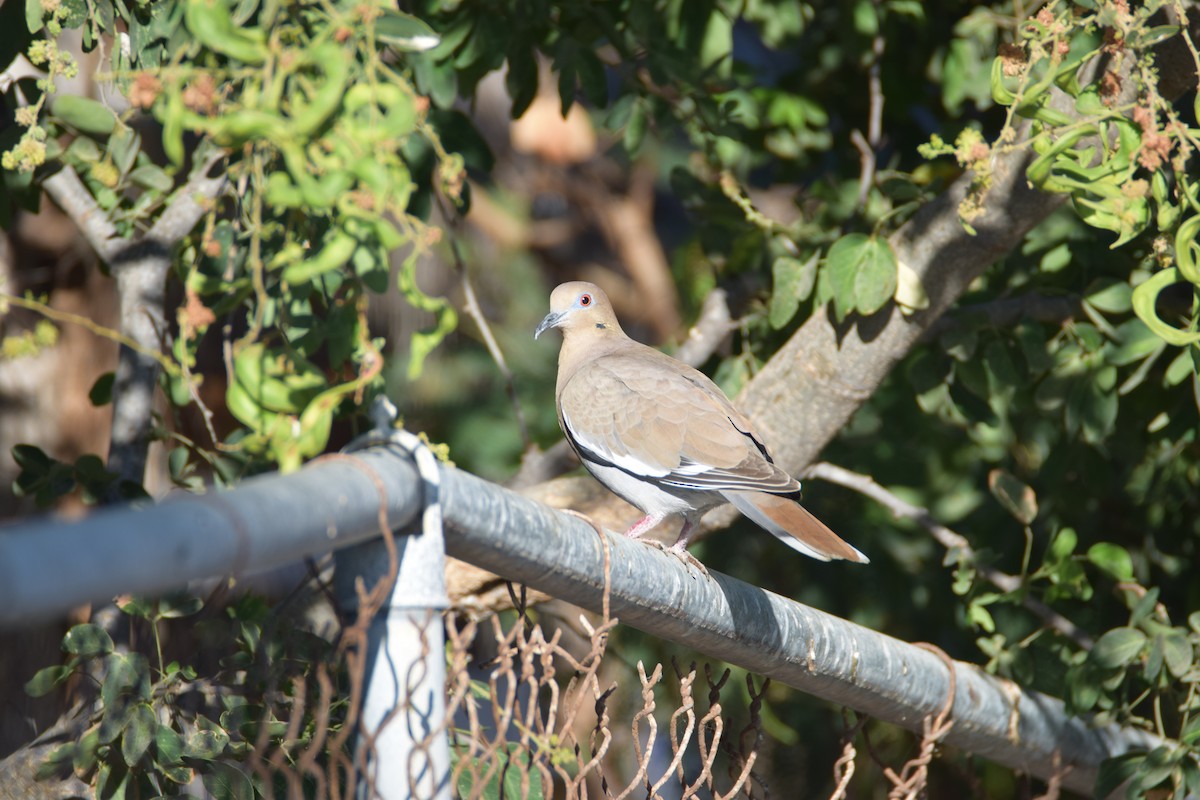 White-winged Dove - ML520525081