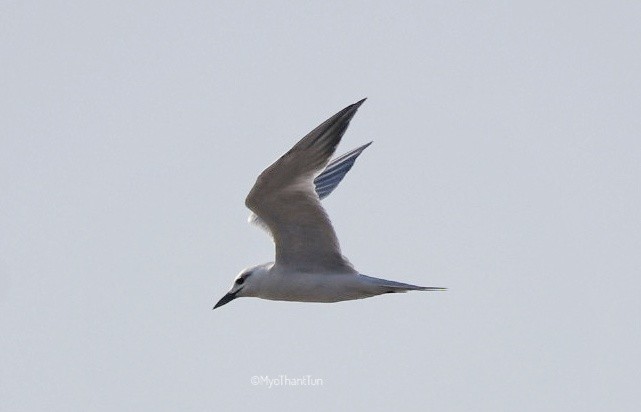 Gull-billed Tern - ML520525101