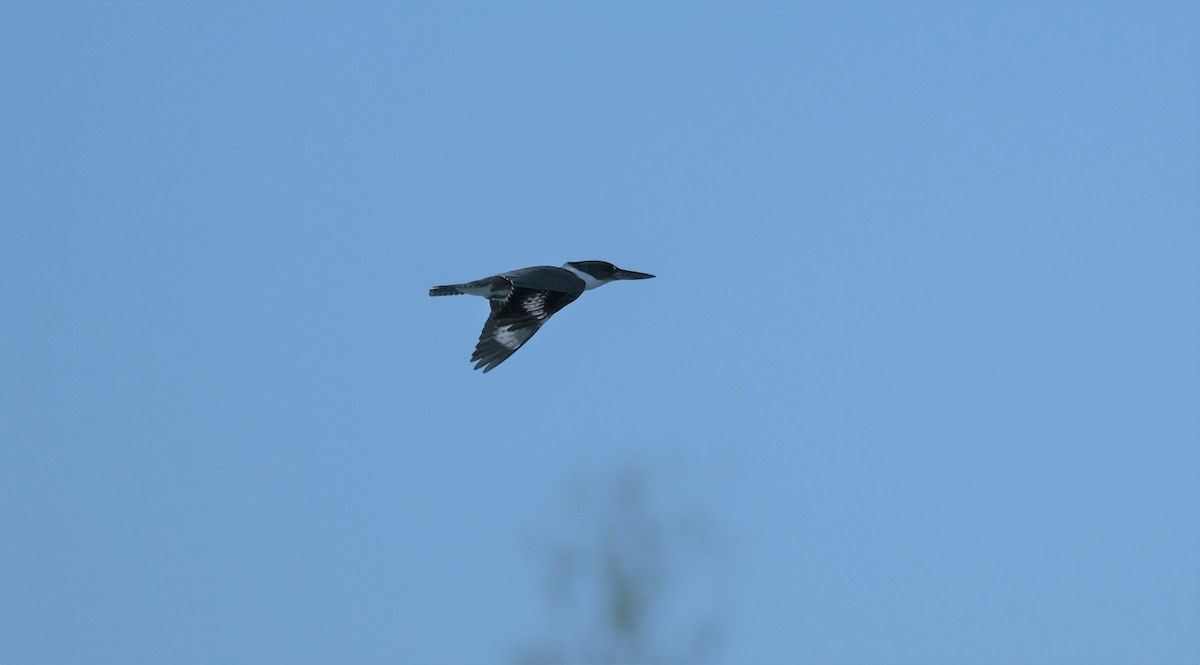 Belted Kingfisher - ML520525421