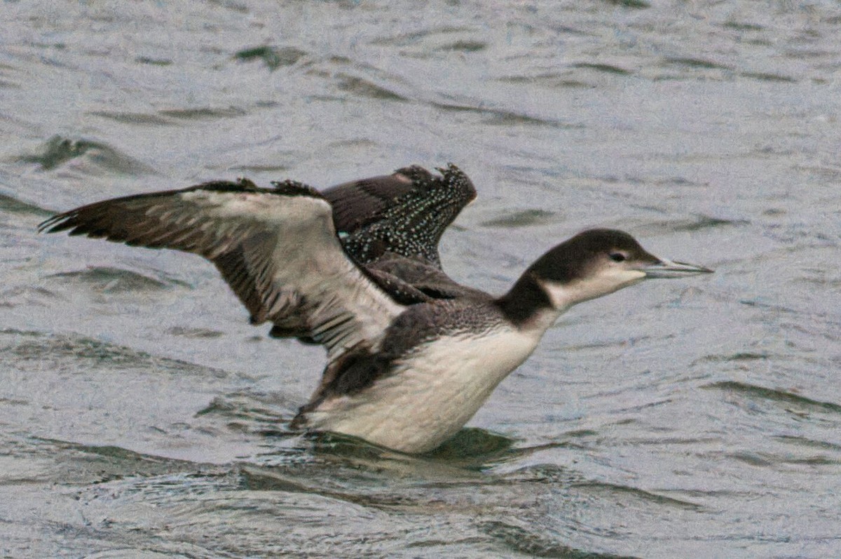 Common Loon - Paul Droubay