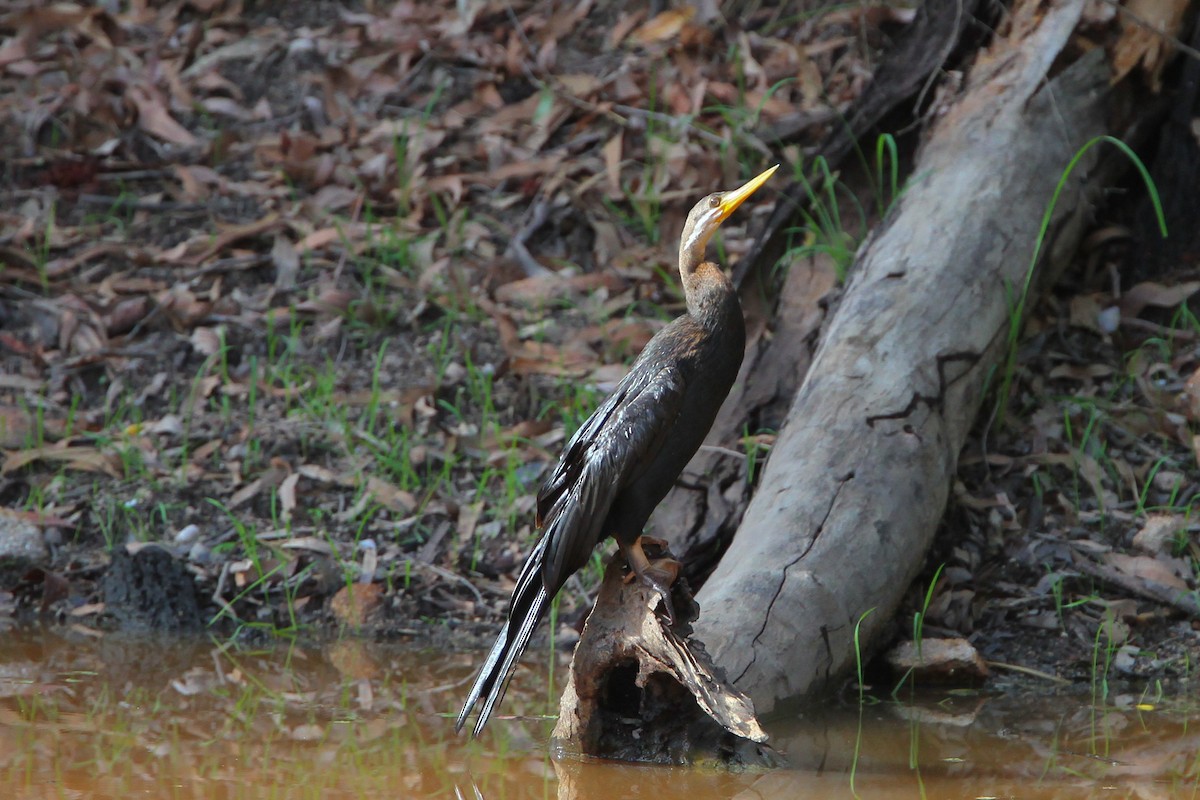 anhinga australská - ML520525871