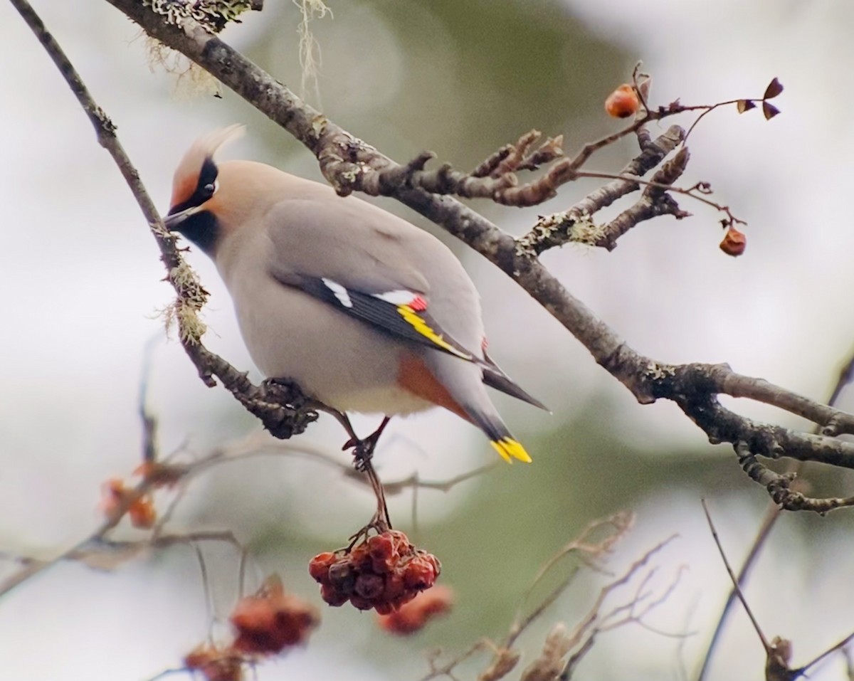 Bohemian Waxwing - ML520525921