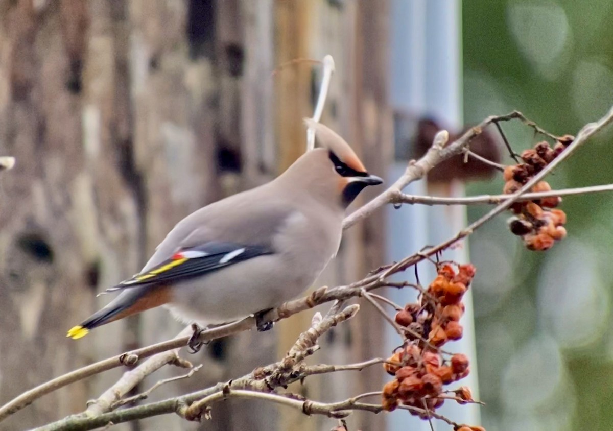 Bohemian Waxwing - Detlef Buettner