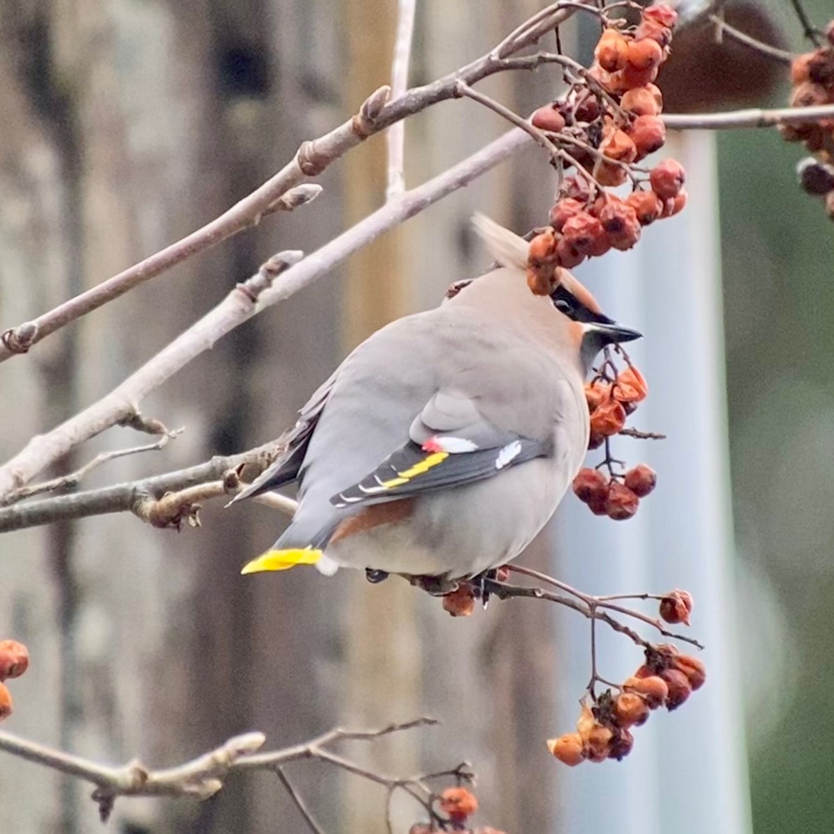 Bohemian Waxwing - ML520525941