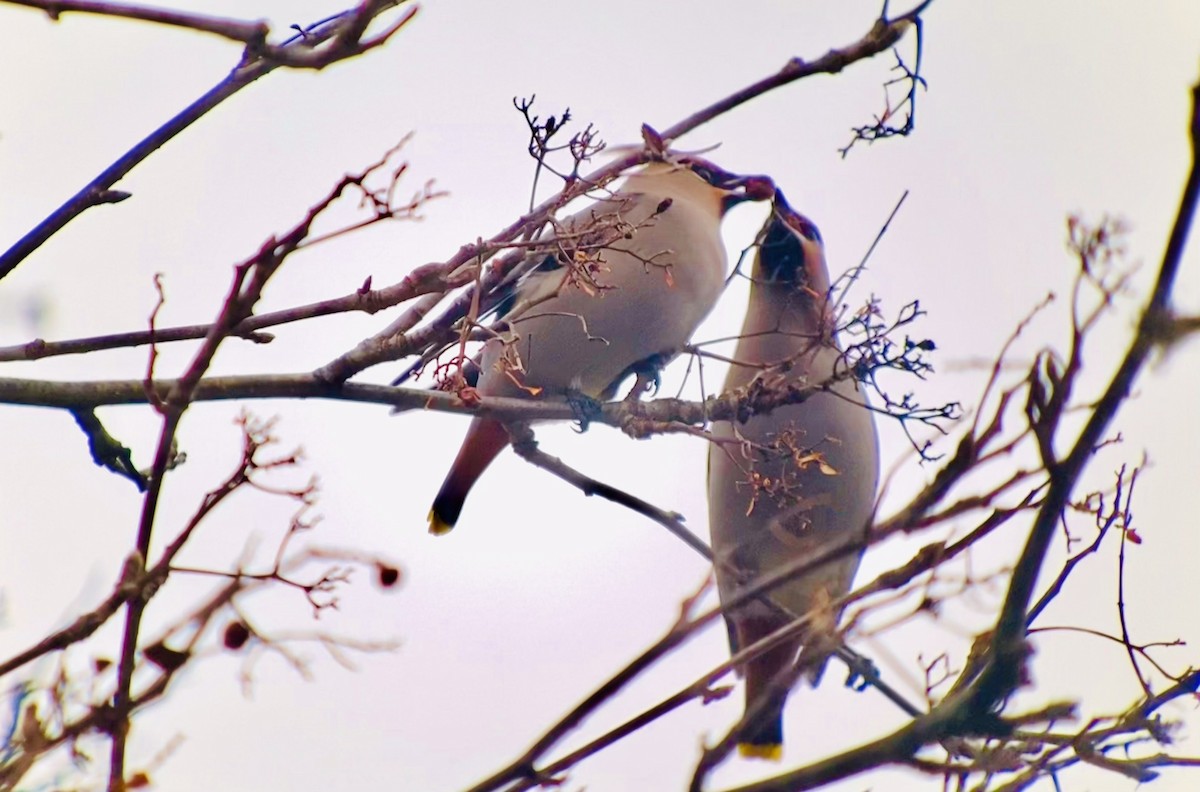 Bohemian Waxwing - ML520525951