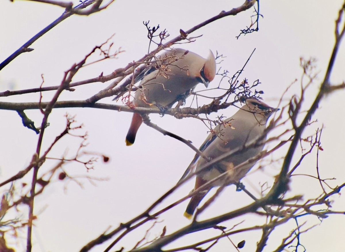 Bohemian Waxwing - ML520525981